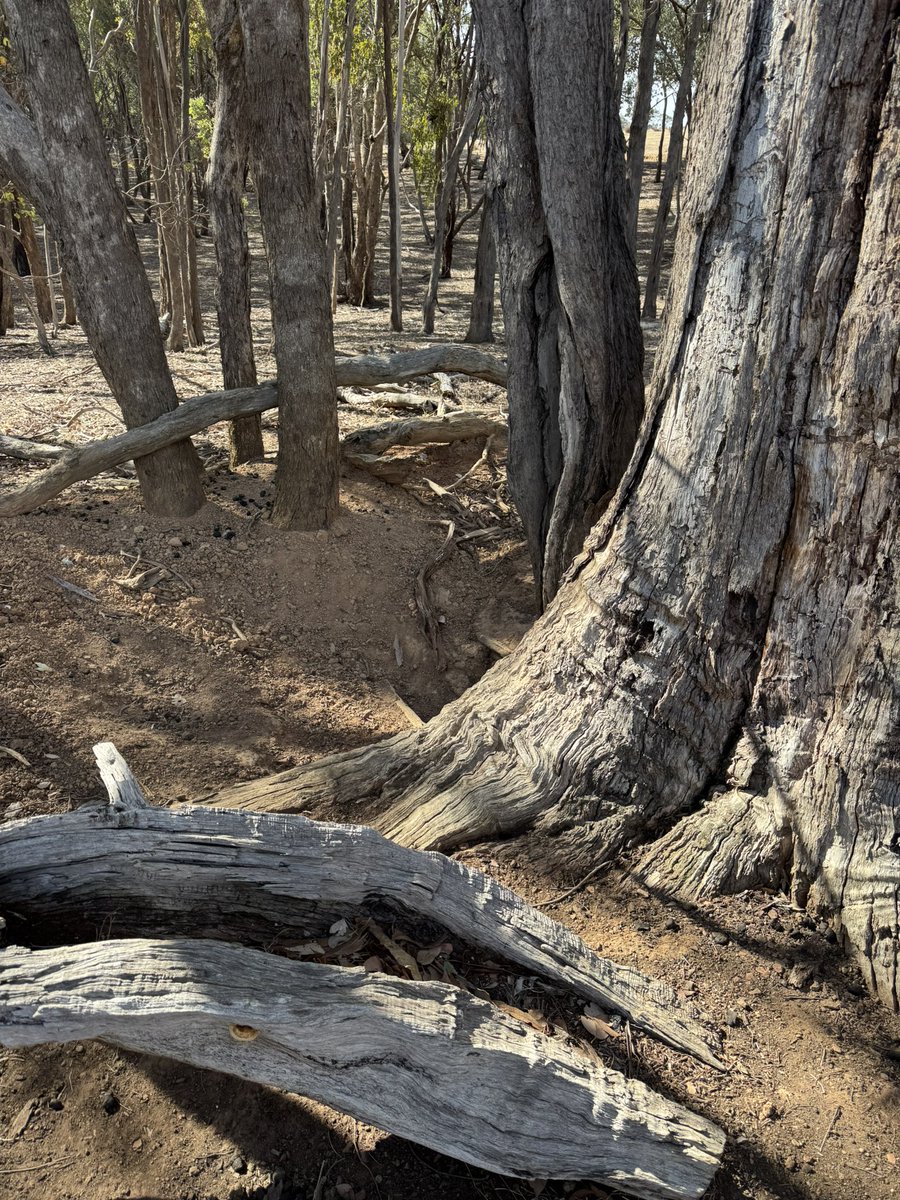 Question for you <a href="/agvocate_au/">Agvocate_Au</a> that was posed during today’s fencing program. 
Did the wombat chose and dead tree for its burrow or did the burrowing activity kill the tree?  Theres plenty in the forest, its ok if he did but we did wonder 🤨
