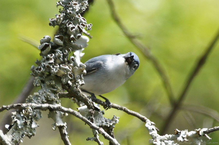 LeeHillerDesign's tweet image. Blue Gray Gnatcatcher #HikeOurPlanet #FindYourPath #hike #trails #outdoors #publiclands #hiking #trailslife #nature #photography #naturelovers #adventure #birds #birder #birding #birdwatching #birdphotography #BirdsOfTwitter #birder