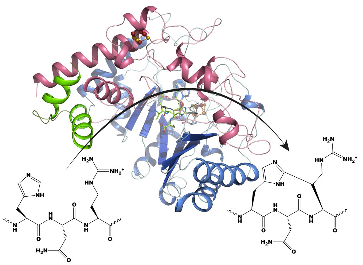Institut de Biologie Structurale (@ibs_grenoble) on Twitter photo #IBSresults: Uncovering the structure of a radical SAM enzyme in complex with its precursor peptide: towards understanding the post-translational formation of #cyclophanes.
urlr.me/W2MBap
<a href="/J_A_C_S/">J. Am. Chem. Soc.</a> #IBSresults: Uncovering the structure of a radical SAM enzyme in complex with its precursor peptide: towards understanding the post-translational formation of #cyclophanes.
urlr.me/W2MBap
<a href="/J_A_C_S/">J. Am. Chem. Soc.</a>