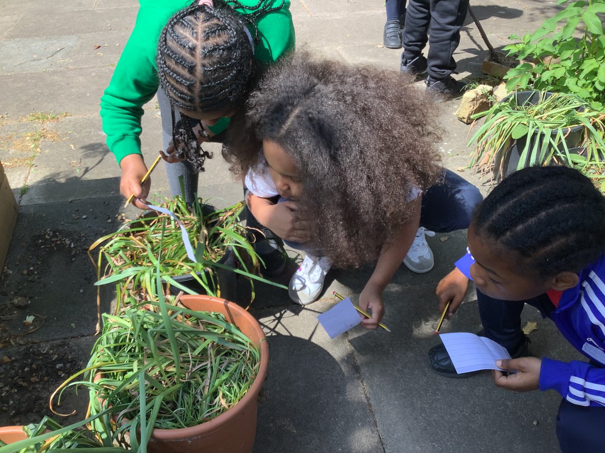 As #scientists, Year 2 had to take on many responsibilities during their #investigation. First, they identified micro-habitats, then they used a tally to collect data on the number of mini-beasts, finally they created a bar chart of our findings. 🐌🪱 #Science #Experiments