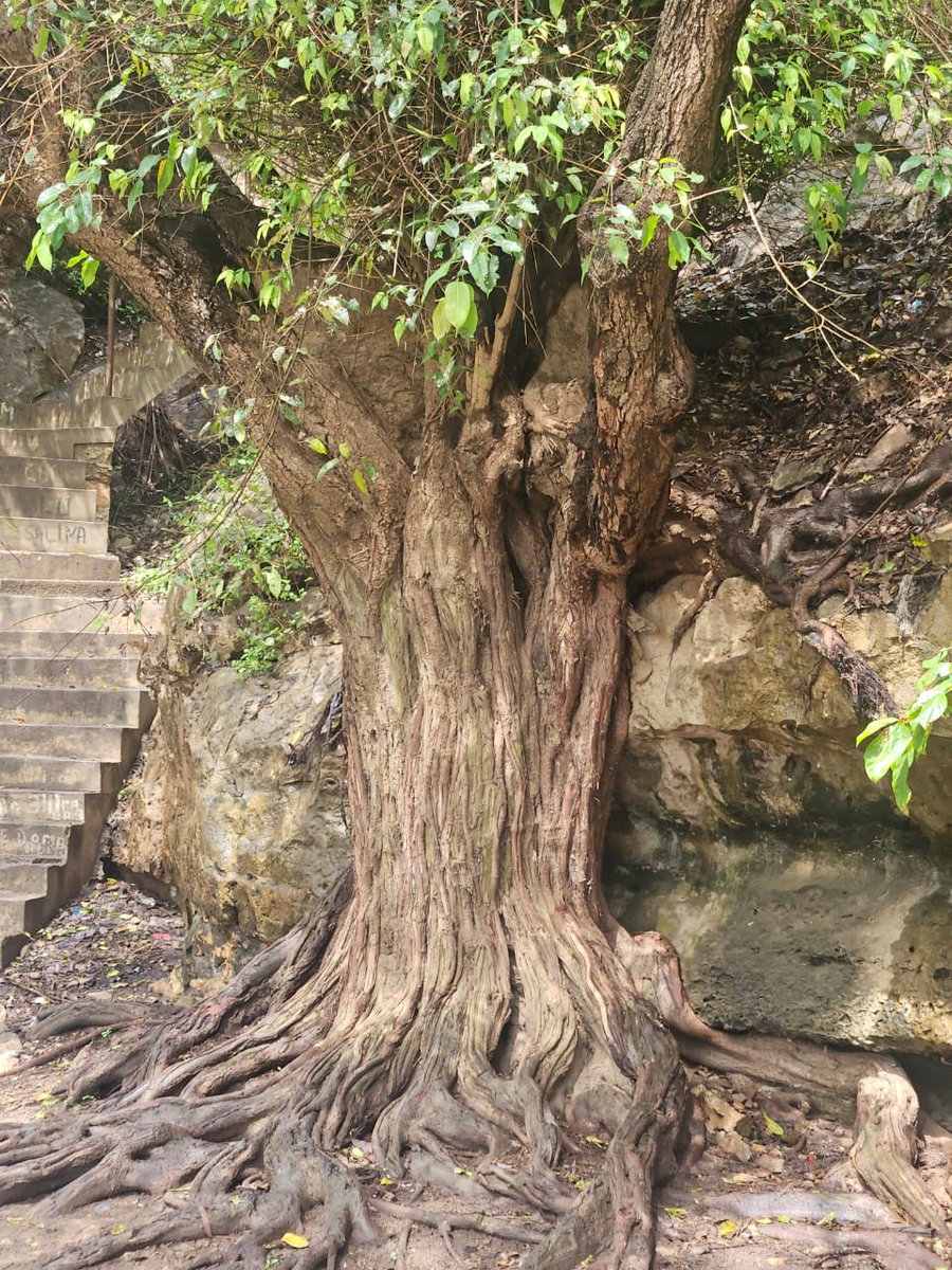 Paula Francisco (@paulafr81207357) on Twitter photo To be under his canopies is to rediscover the sacred. It is to remember that we are nature - and that true wisdom lies in living in balance with it. Lets Celebrate "Harmony with Nature and Sustainable Development" <a href="/UNBiodiversity/">UN Biodiversity</a> <a href="/_CPLP/">CPLP</a> <a href="/_AfricanUnion/">African Union</a> <a href="/SDG2030/">SDG2030</a> To be under his canopies is to rediscover the sacred. It is to remember that we are nature - and that true wisdom lies in living in balance with it. Lets Celebrate "Harmony with Nature and Sustainable Development" <a href="/UNBiodiversity/">UN Biodiversity</a> <a href="/_CPLP/">CPLP</a> <a href="/_AfricanUnion/">African Union</a> <a href="/SDG2030/">SDG2030</a>