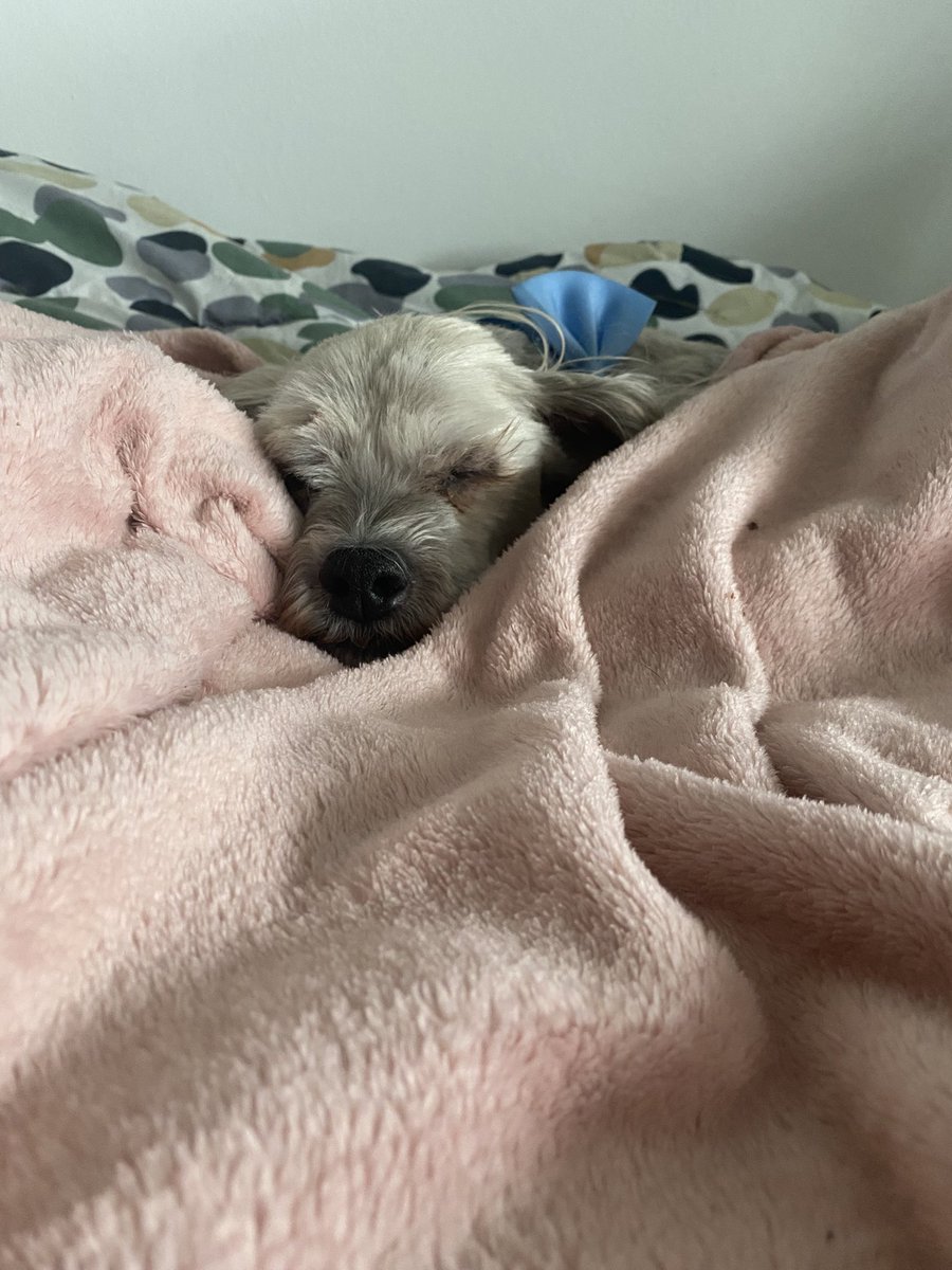 CG is working from home today.  You can see how excited I am about that!  She said I look like a baby calf!  As if!!  #sleepyboy  #dogsofX