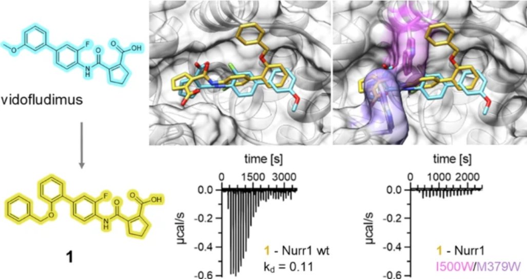The Science of Parkinson's (@scienceofpd) on Twitter photo Vidofludimus is an interesting drug - <a href="/LMU_Muenchen/">Universität München</a> researchers present the structural & mechanistic profiling of Nurr1 modulation by this agent, enabling structure-guided ligand design of agents that could be useful for #Parkinsons
nature.com/articles/s4200… Vidofludimus is an interesting drug - <a href="/LMU_Muenchen/">Universität München</a> researchers present the structural & mechanistic profiling of Nurr1 modulation by this agent, enabling structure-guided ligand design of agents that could be useful for #Parkinsons
nature.com/articles/s4200…
