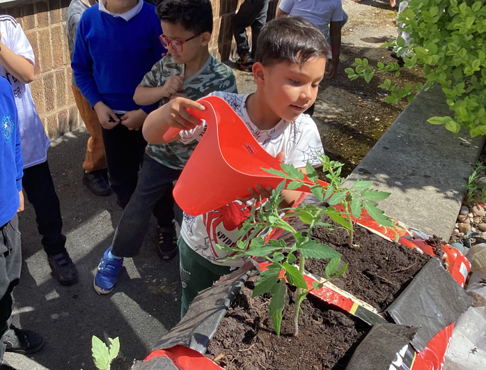 Y1 learning this week we have revisited our science learning on plants. We have planted some tomato plants in grow bags and are excitedly waiting for our crops to grow. We are hoping for a bumper crop because the weather has been so lovely.