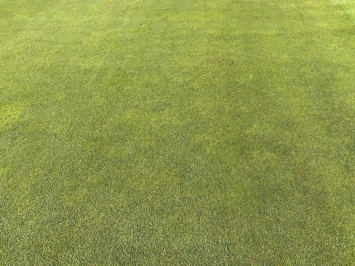 James Bass (@greenkeeperjb21) on Twitter photo C Complex 4-3-4 @ 25g/m2 has perked the greens up. Density has come on well ready for a double verticut tomorrow as we start refining the greens for club champs in 5 weeks!
<a href="/WarleyPark/">Warley Park Golf</a> C Complex 4-3-4 @ 25g/m2 has perked the greens up. Density has come on well ready for a double verticut tomorrow as we start refining the greens for club champs in 5 weeks!
<a href="/WarleyPark/">Warley Park Golf</a>