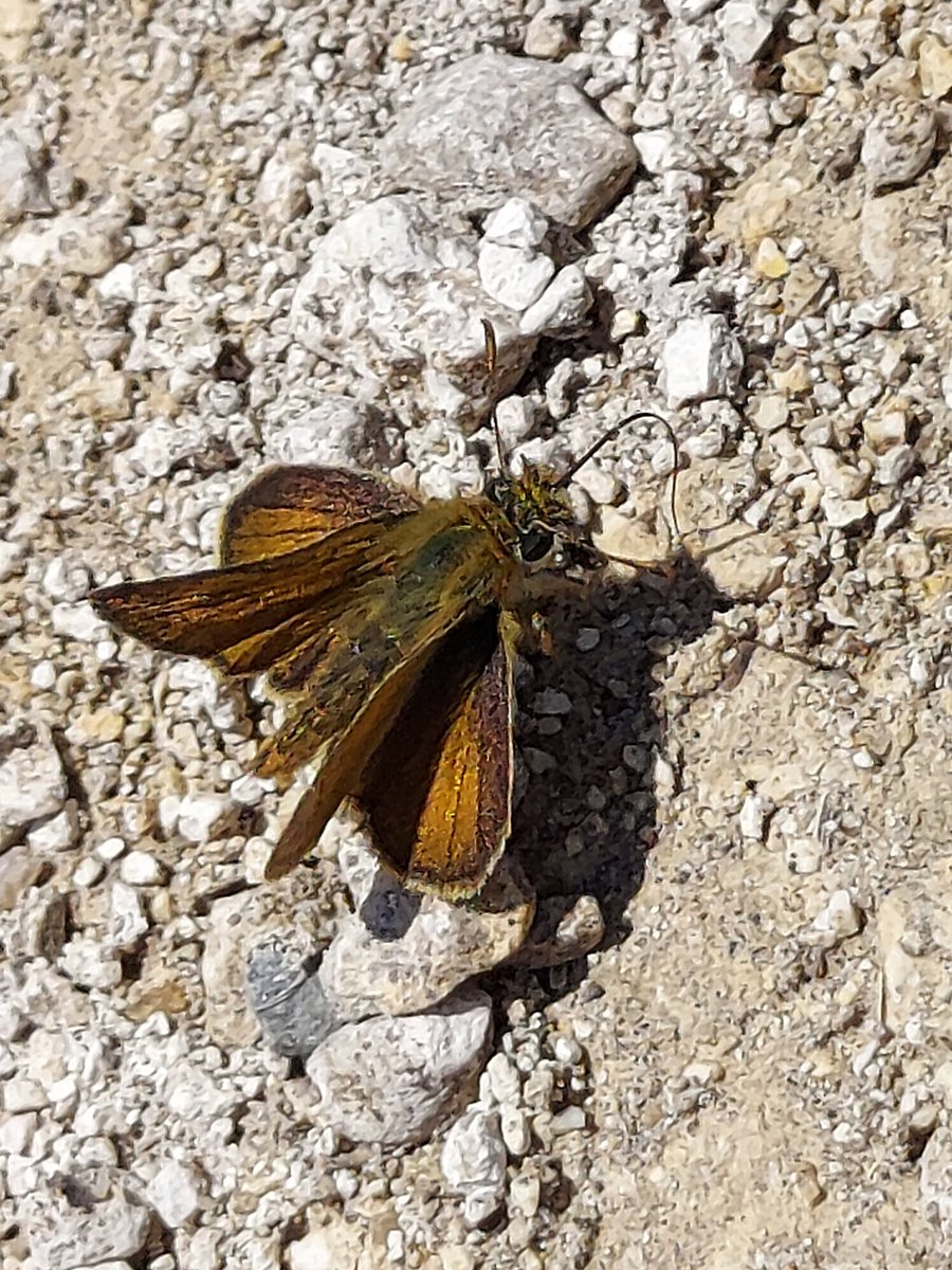 Cracking that! Male Lulworth skipper this afternoon at Durdle Door #dorsetbutterflies