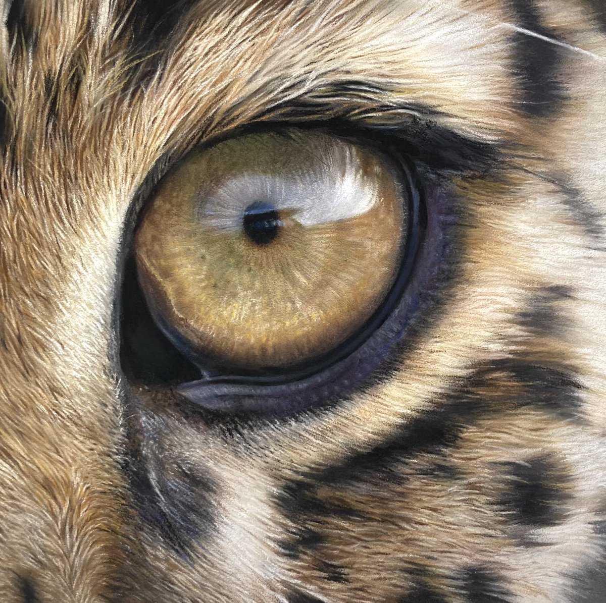 Leopard eye. Pastel pencil and soft pastel on pastelmat. Hope you are all well 🙂.
#art #drawings #drawing #painting #leopard #realism #realisme #artsy #drawdrawdraw #leopards #wildlife #eyeart #eyeartworks #eyeartwork #hyperrealistic #illustrate #fabercastell
