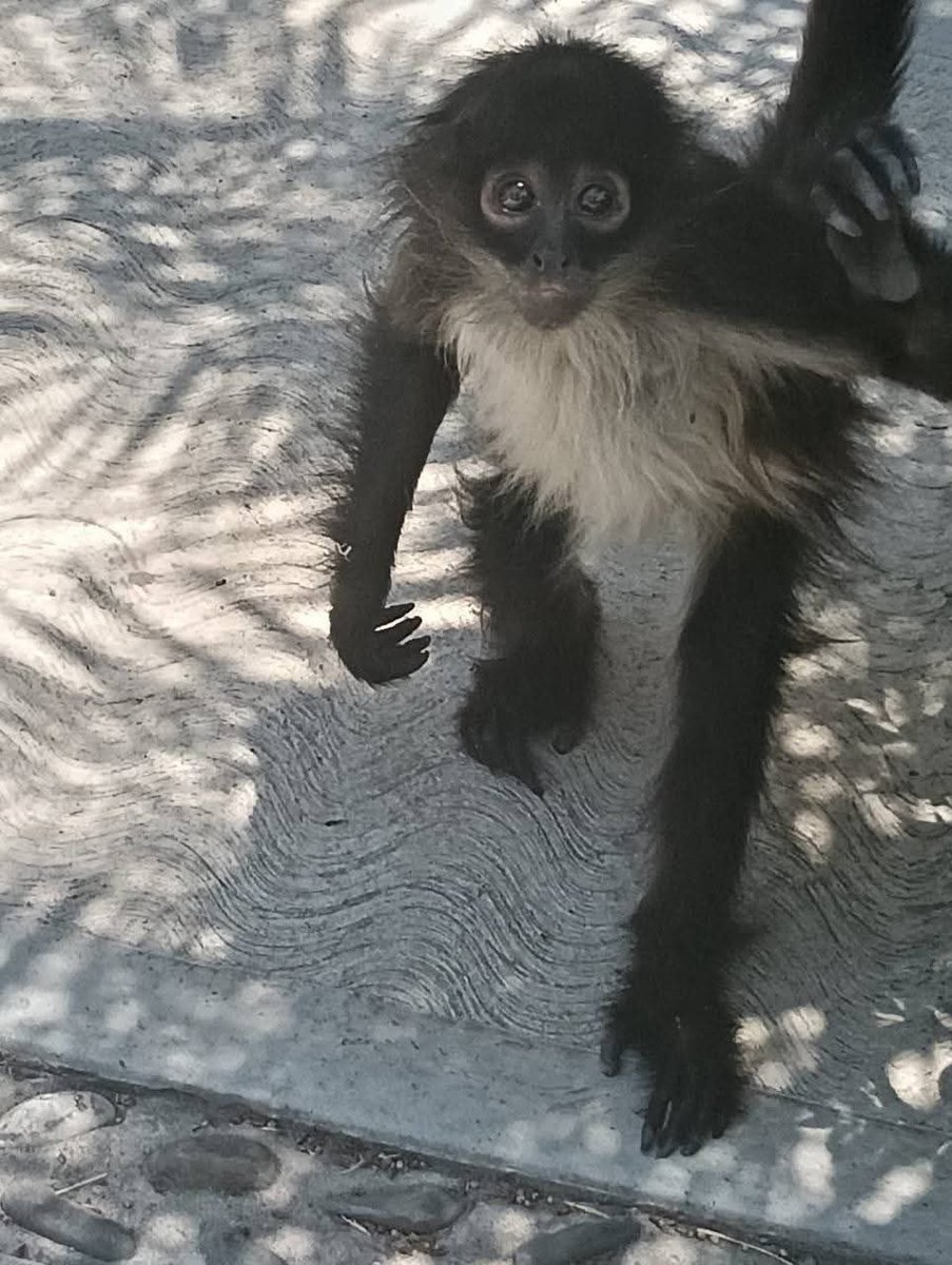 malvarezvargas's tweet photo. 🐒🚨 Aparece mono araña en fraccionamiento de Querétaro; autoridades investigan si era mascota ilegal

https://t.co/0Ln30i15KP https://t.co/nluw5ePeqU