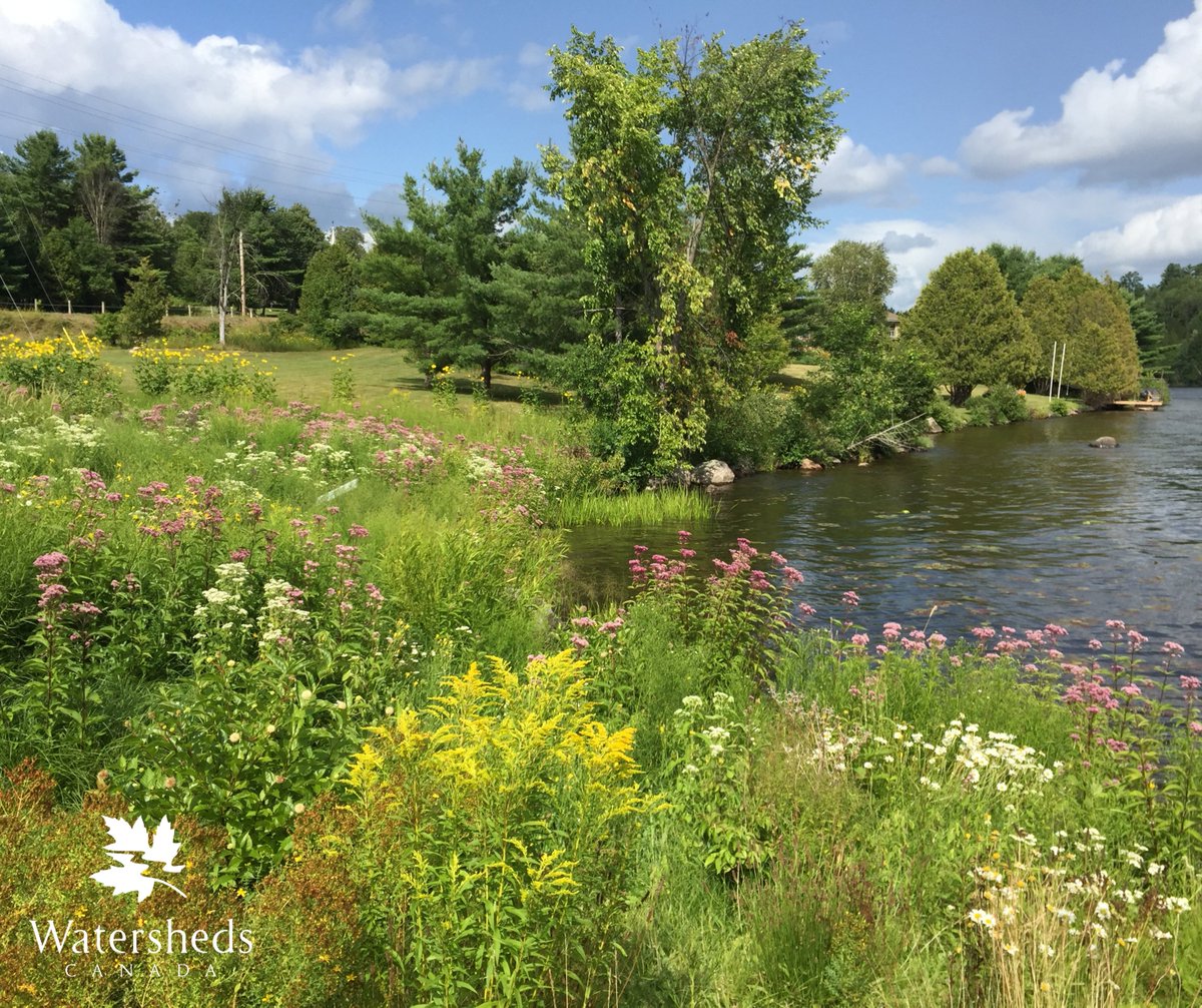 Happy International Day for Biological Diversity! 💚 

This year's theme is "harmony with nature and sustainable development", an ideal adopted into so much of our work here at Watersheds Canada. 

This is because restoring uniquely biodiverse shoreline areas benefits not only