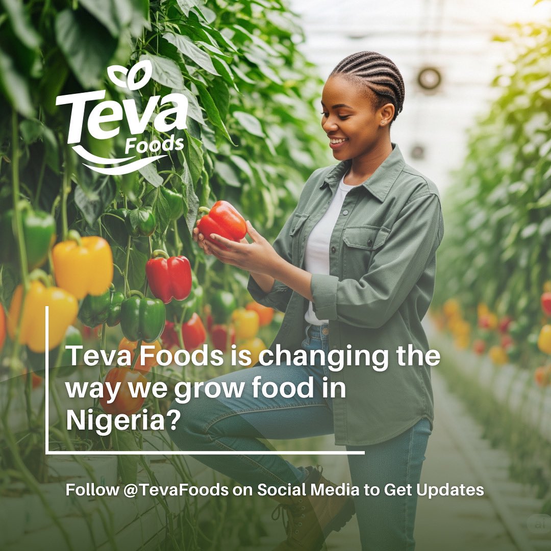 TevaFoods's tweet photo. We’ve built smart greenhouses that grow crops all year round 🌿
No rain? No wahala. Fresh. Healthy. Sustainable.
We’re not just feeding Nigeria — we’re building the future of food.

#farmhouselife #greenhousegardening #greenhouselife #farmhouseliving #farmersinjos https://t.co/xvjKRElSrQ
