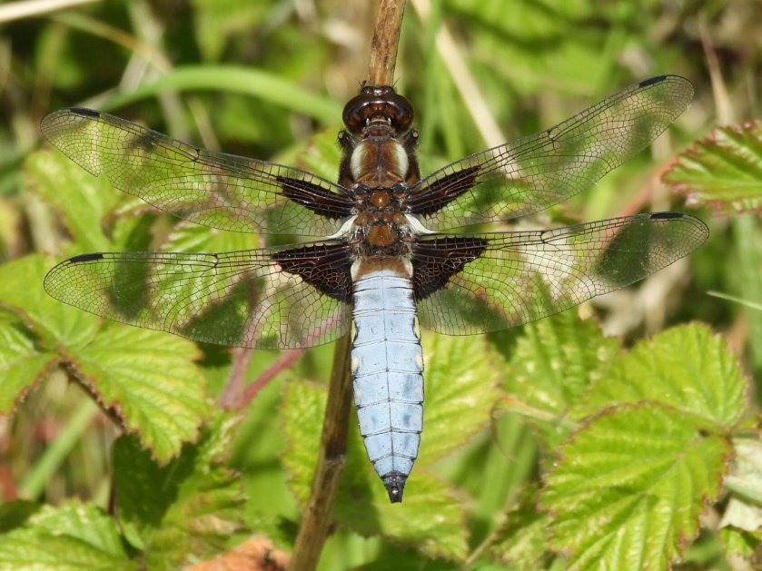 A Broad-bodied Chaser seen today <a href="/RSPBConwy/">RSPB Conwy</a>