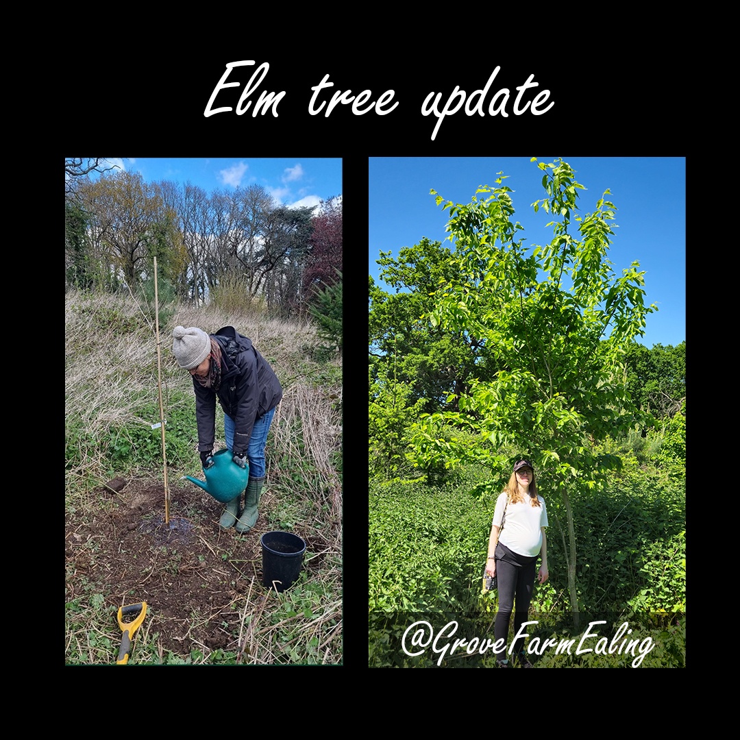 GroveFarmEaling's tweet image. In 2022 we planted an Elm tree in Grove Farm from @Elms4London. The tree is an Ulmus Wingham Elm with proven resistance to Dutch Elm Disease donated. We're happy to update everyone that the tree is growing well.
#elmtrees #woodland #ealing #london