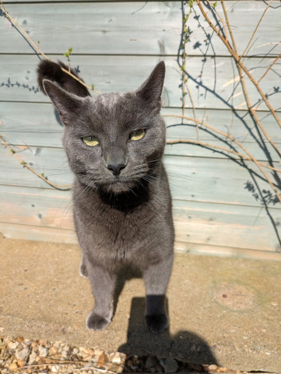 Susan Calman (@susancalman) on Twitter photo Susan's #CatOfTheDay is Blu Orion.
Thank you <a href="/DanNash688790/">The World according to Dan!</a> for sharing this pic! Susan's #CatOfTheDay is Blu Orion.
Thank you <a href="/DanNash688790/">The World according to Dan!</a> for sharing this pic!