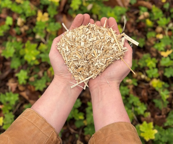 🌱 Nooit meer onkruid wieden? Miscanthus 0-20 voorkomt dat zaden zich kunnen nestelen.

✅ Werkt al vanaf 3 cm
✅ Houdt vocht vast
✅ Duurzaam &amp; 100% schoon

👉 koers.shop…