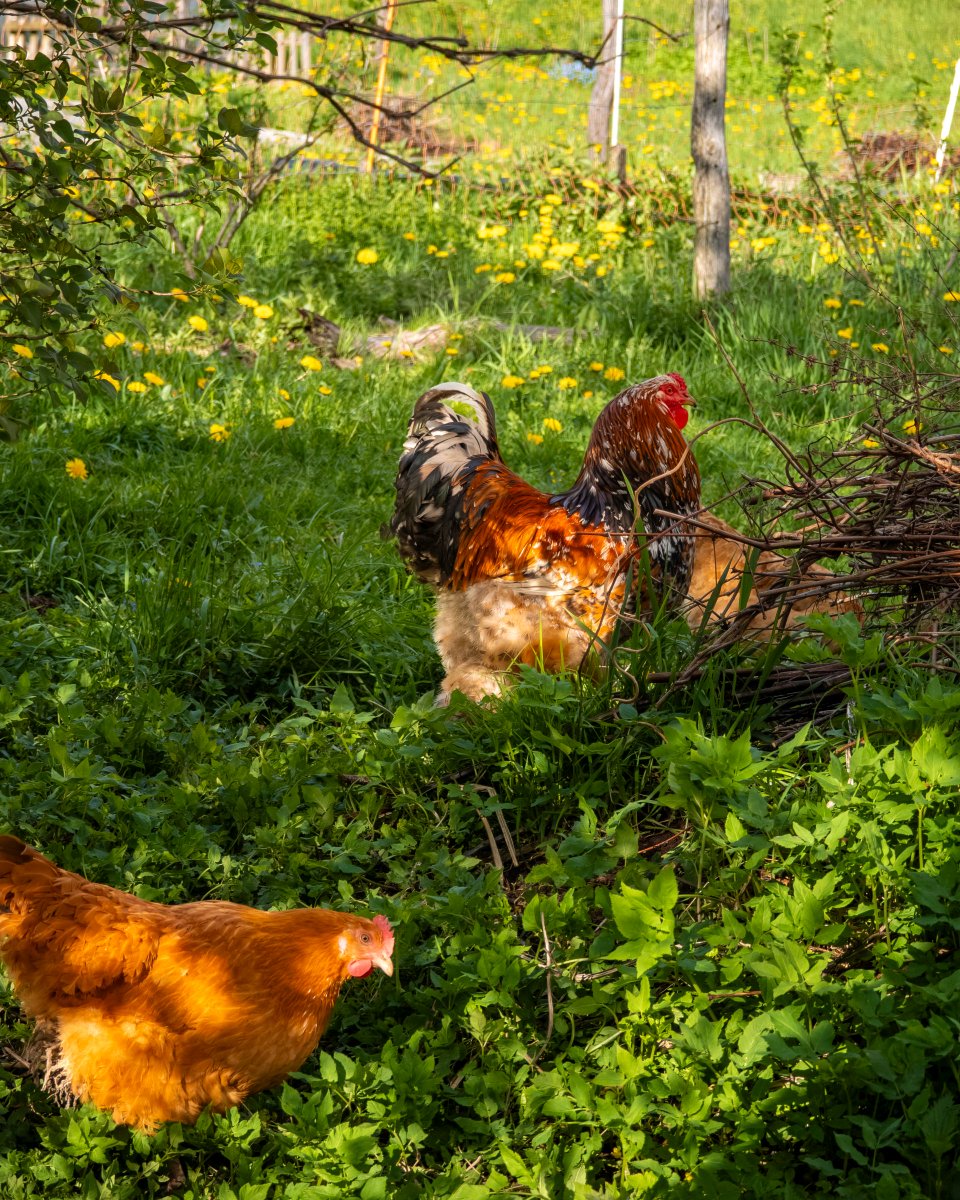 podbukovc's tweet image. He doesn’t speak loudly, yet the whole courtyard listens. There is a quiet authority in being grounded. 🐓👑

#ifeelsLOVEnia #Podbukovc #SimpleLiving