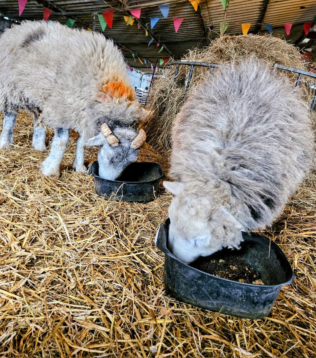 fars_sanctuary's tweet image. Lunchtime for #DennisSheep &amp;amp; #CloudSheep 🐑😋

These sweethearts are an absolute joy to spend time with 🤗 And, though older now, they&apos;re still full of spirit &amp;amp; a love of life (&amp;amp; their #snackies) 💖

It&apos;s our privilege to care for these darlings 🙏

#VeganSanctuary
#VeganForThem