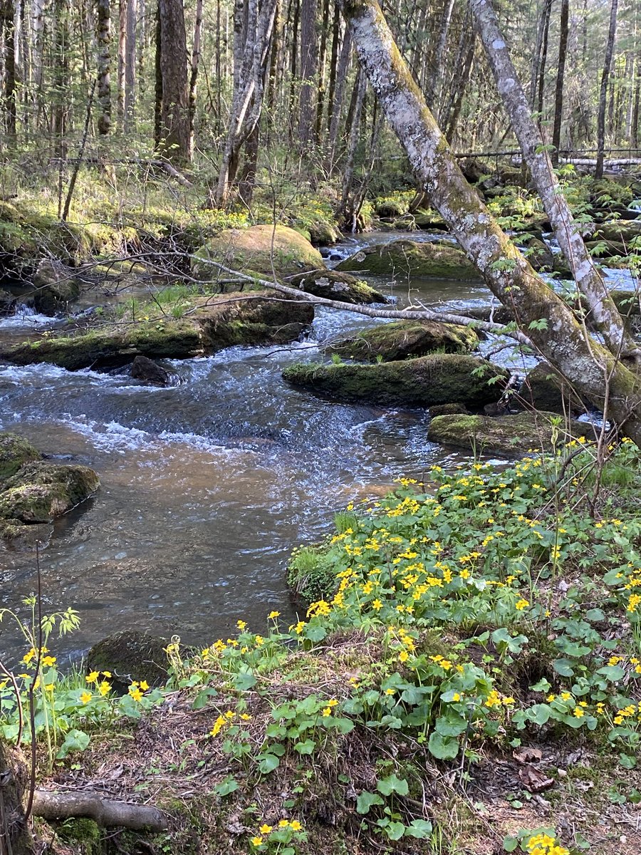 Fully immersed in nature this #BiodiversityDay in Yichun, where I observed its beautiful forests&amp; joined the official celebration w/ Min of Env. Healthy ecosystems are🔑 allies in advancing #SDGs &amp; combatting climate change! Investing in them is critical➡️ go.undp.org/Ugp