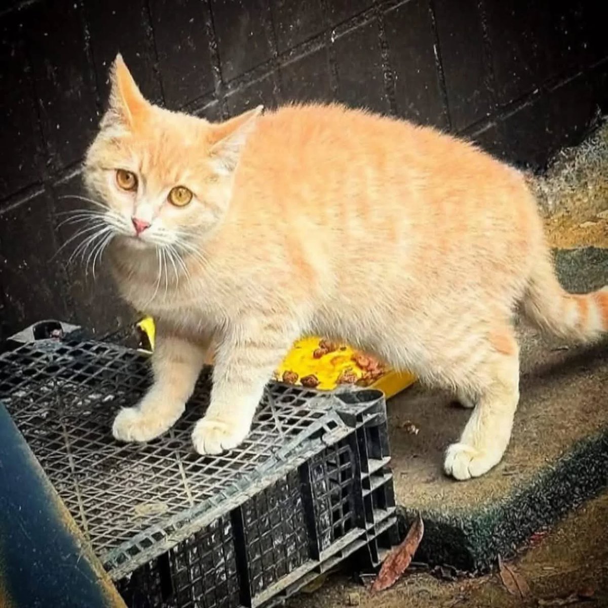 Зеленоград, Москва
Срочно нужен дом или ответственный куратор! 🙏
Бездомный мальчик-подросток очень ищет семью, возраст не больше шести месяцев!
Выживает на улице без мамы! 💔
Невероятно красивый рыжик!
Помогу поймать и привезти!

+79672251800 Ольга вотсап
#рыжий_зеленоград