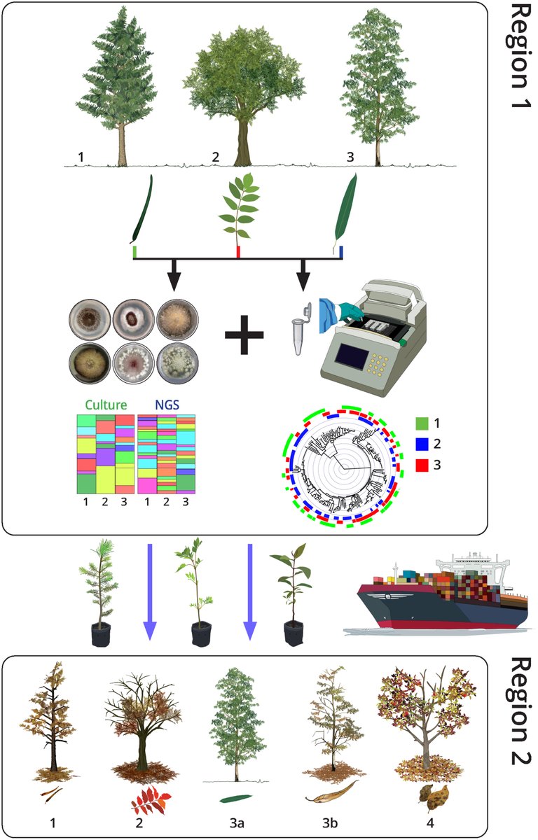 Bernard Slippers (@bernardslippers) on Twitter photo Silent invaders: The hidden threat of asymptomatic phytobiomes to forest biosecurity
Tanney, Kemler, Vivas, Wingfield, Slippers
New Phytologist - Wiley Online Library nph.onlinelibrary.wiley.com/doi/10.1111/np…
<a href="/Fabiteam1/">FABI</a> <a href="/UPnasagric/">UP Faculty of Natural and Agricultural Sciences</a> <a href="/NewPhyt/">New Phytologist</a> Silent invaders: The hidden threat of asymptomatic phytobiomes to forest biosecurity
Tanney, Kemler, Vivas, Wingfield, Slippers
New Phytologist - Wiley Online Library nph.onlinelibrary.wiley.com/doi/10.1111/np…
<a href="/Fabiteam1/">FABI</a> <a href="/UPnasagric/">UP Faculty of Natural and Agricultural Sciences</a> <a href="/NewPhyt/">New Phytologist</a>