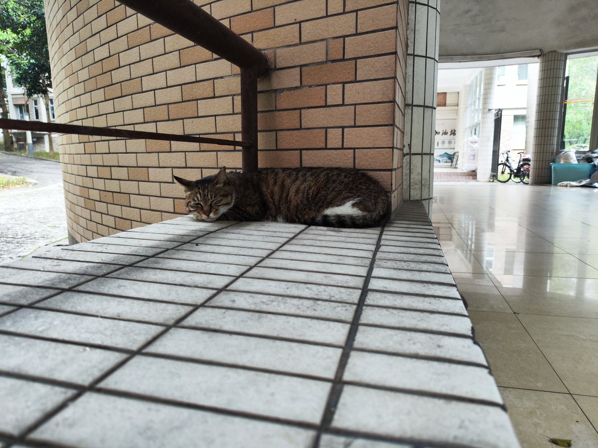 Jeanlovecats's tweet photo. day65
这几天挺难过的 https://t.co/gMMADWdUrt