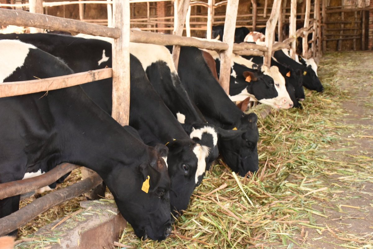 Gatsibo District (@gatsibodistrict) on Twitter photo Mu Karere ka <a href="/GatsiboDistrict/">Gatsibo District</a> hari inka ibihumbi 71,483 zirimo: Inyarwanda 20,988 , inka za Kijyambere 2,181 n'inka zivanze 48,314 zororerwa mu nzuri 668 ziganje mu Mirenge ya Kabarore, Rwimbogo, Kiziguro na Ngarama. <a href="/RwandaAgri/">Ministry of Agriculture & Animal Resources |Rwanda</a> <a href="/RwandaLocalGov/">Ministry of Local Government | Rwanda</a> <a href="/RwandaEast/">๐๐๐ฌ๐ญ๐๐ซ๐ง ๐๐ซ๐จ๐ฏ๐ข๐ง๐๐ | ๐๐ฐ๐๐ง๐๐</a> Mu Karere ka <a href="/GatsiboDistrict/">Gatsibo District</a> hari inka ibihumbi 71,483 zirimo: Inyarwanda 20,988 , inka za Kijyambere 2,181 n'inka zivanze 48,314 zororerwa mu nzuri 668 ziganje mu Mirenge ya Kabarore, Rwimbogo, Kiziguro na Ngarama. <a href="/RwandaAgri/">Ministry of Agriculture & Animal Resources |Rwanda</a> <a href="/RwandaLocalGov/">Ministry of Local Government | Rwanda</a> <a href="/RwandaEast/">๐๐๐ฌ๐ญ๐๐ซ๐ง ๐๐ซ๐จ๐ฏ๐ข๐ง๐๐ | ๐๐ฐ๐๐ง๐๐</a>