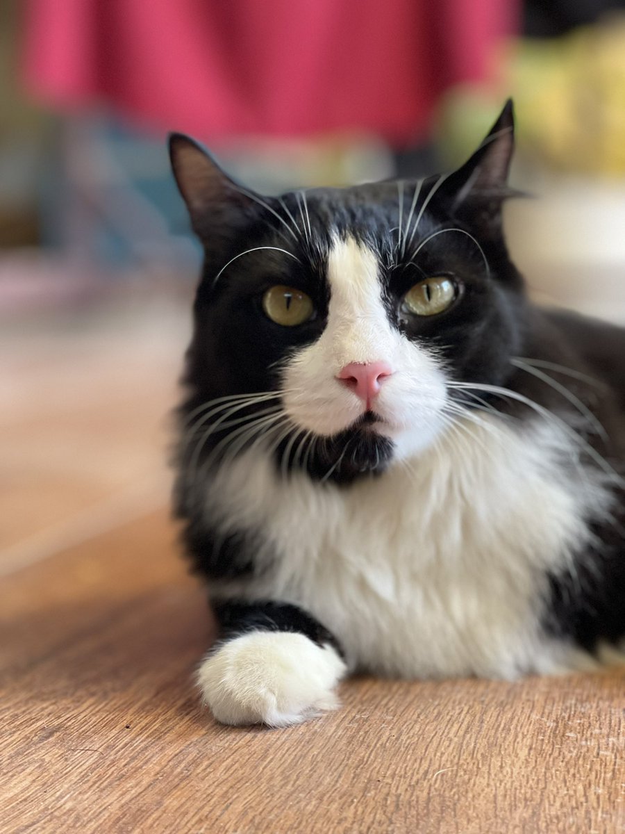 anissss96's tweet photo. Assalamualaikum , Hye

Kucing  kesayangan keluarga saya hilang pada 4 may 2025 . Hilang di Taman Belatuk ,Nibong Tebal, Pulau Pinang. Kucing sya indoor cat . Dia terlepas kluar pada pkul 3 pagi . Kalau ada sapa2 yg ternampak atau terambil . Sila contact sya pls . Rindu sgt mieko https://t.co/R2DbiBVOOd
