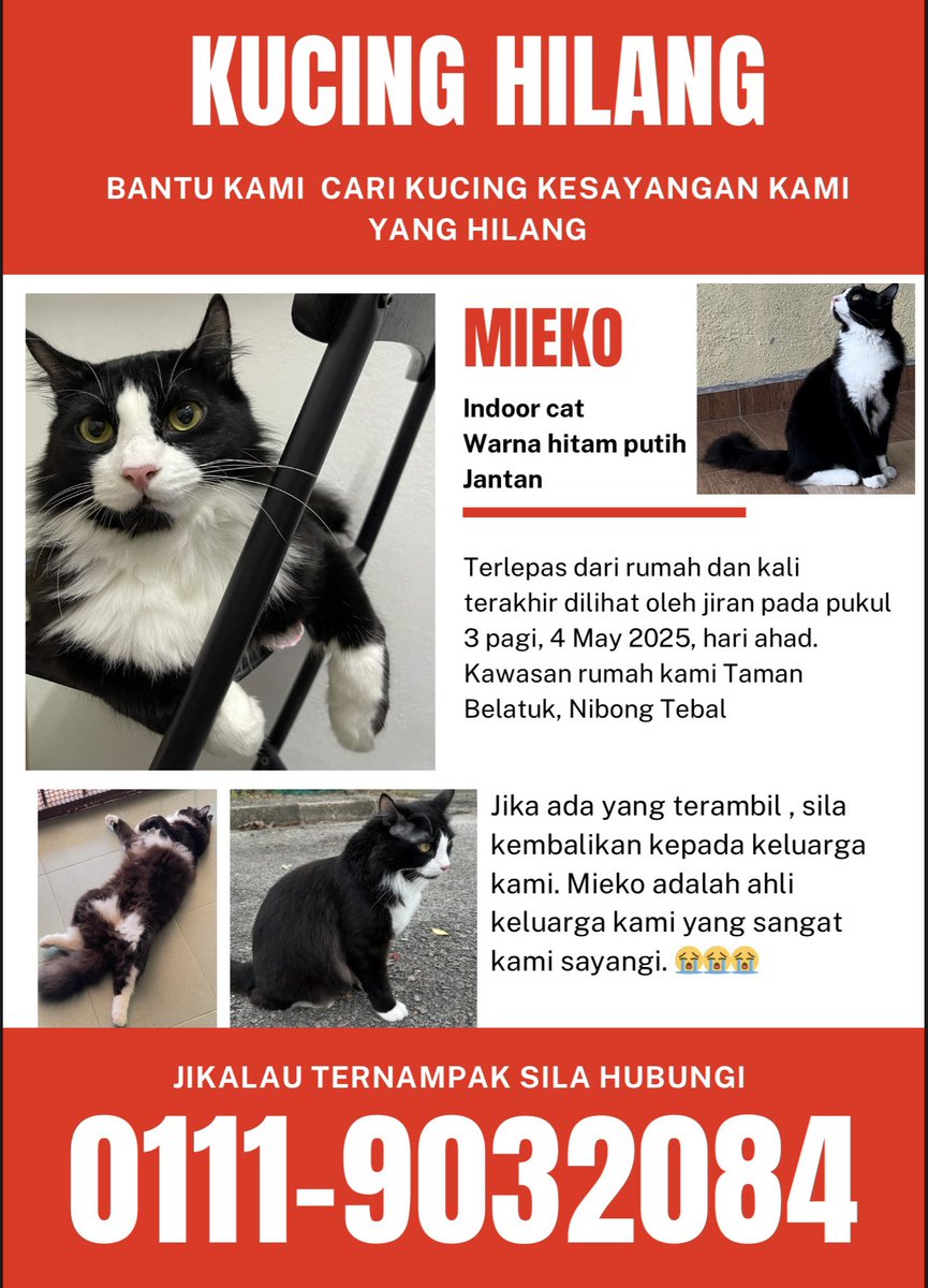 anissss96's tweet photo. Assalamualaikum , Hye

Kucing  kesayangan keluarga saya hilang pada 4 may 2025 . Hilang di Taman Belatuk ,Nibong Tebal, Pulau Pinang. Kucing sya indoor cat . Dia terlepas kluar pada pkul 3 pagi . Kalau ada sapa2 yg ternampak atau terambil . Sila contact sya pls . Rindu sgt mieko https://t.co/R2DbiBVOOd