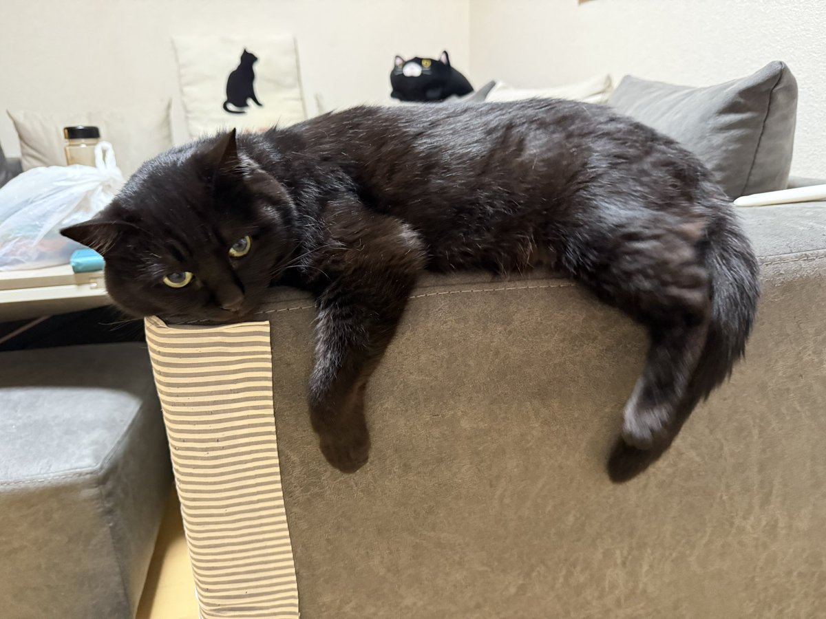 tomo3a's tweet photo. 寝かたの癖
毎日癒しをありがとう
#猫 #保護者 #家族 https://t.co/7FVW9nLk1E