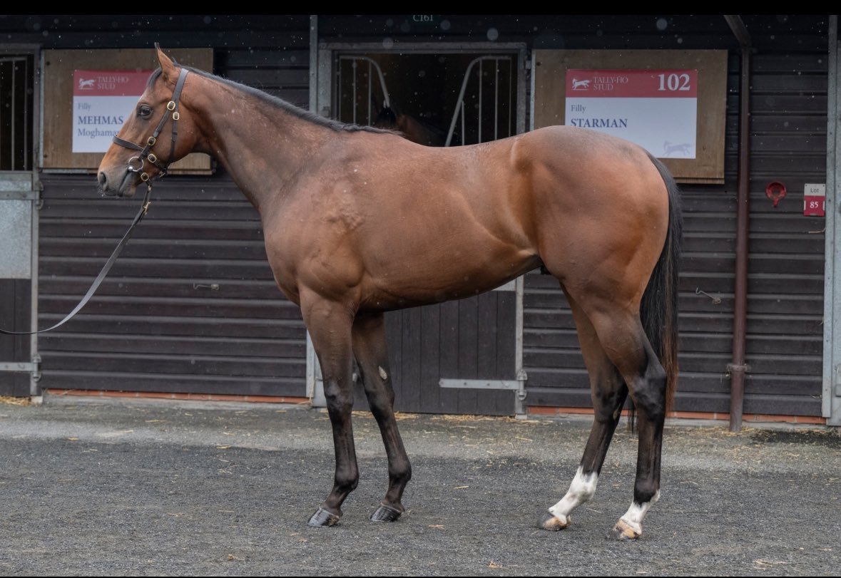 Blandford Bloodstock (@blandfordbldstk) on Twitter photo 🥇MAXIMIZED🥇 wins impressively on debut <a href="/haydockraces/">Haydock Park Races</a> ⭐️ The son of <a href="/HoStud/">Tally-Ho Stud</a> MEHMAS was purchased as a yearling from <a href="/CPStudOfficial/">Cheveley Park Stud</a>. Congratulations to all connections! #AnEyeForSuccess #BlandfordBloodstock 🥇MAXIMIZED🥇 wins impressively on debut <a href="/haydockraces/">Haydock Park Races</a> ⭐️ The son of <a href="/HoStud/">Tally-Ho Stud</a> MEHMAS was purchased as a yearling from <a href="/CPStudOfficial/">Cheveley Park Stud</a>. Congratulations to all connections! #AnEyeForSuccess #BlandfordBloodstock