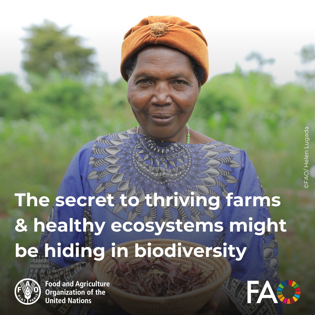 FAO Knowledge (@faoknowledge) on Twitter photo Biodiversity is the backbone of resilient farming.
In Uganda, farmers use indigenous seeds, beekeeping & agroforestry to protect crops, improve yields & restore ecosystems.
<a href="/FAO/">Food and Agriculture Organization</a> is supporting them to scale up nature-based solutions 🔗 bit.ly/4kaKT4a
#BiodiversityDay Biodiversity is the backbone of resilient farming.
In Uganda, farmers use indigenous seeds, beekeeping & agroforestry to protect crops, improve yields & restore ecosystems.
<a href="/FAO/">Food and Agriculture Organization</a> is supporting them to scale up nature-based solutions 🔗 bit.ly/4kaKT4a
#BiodiversityDay