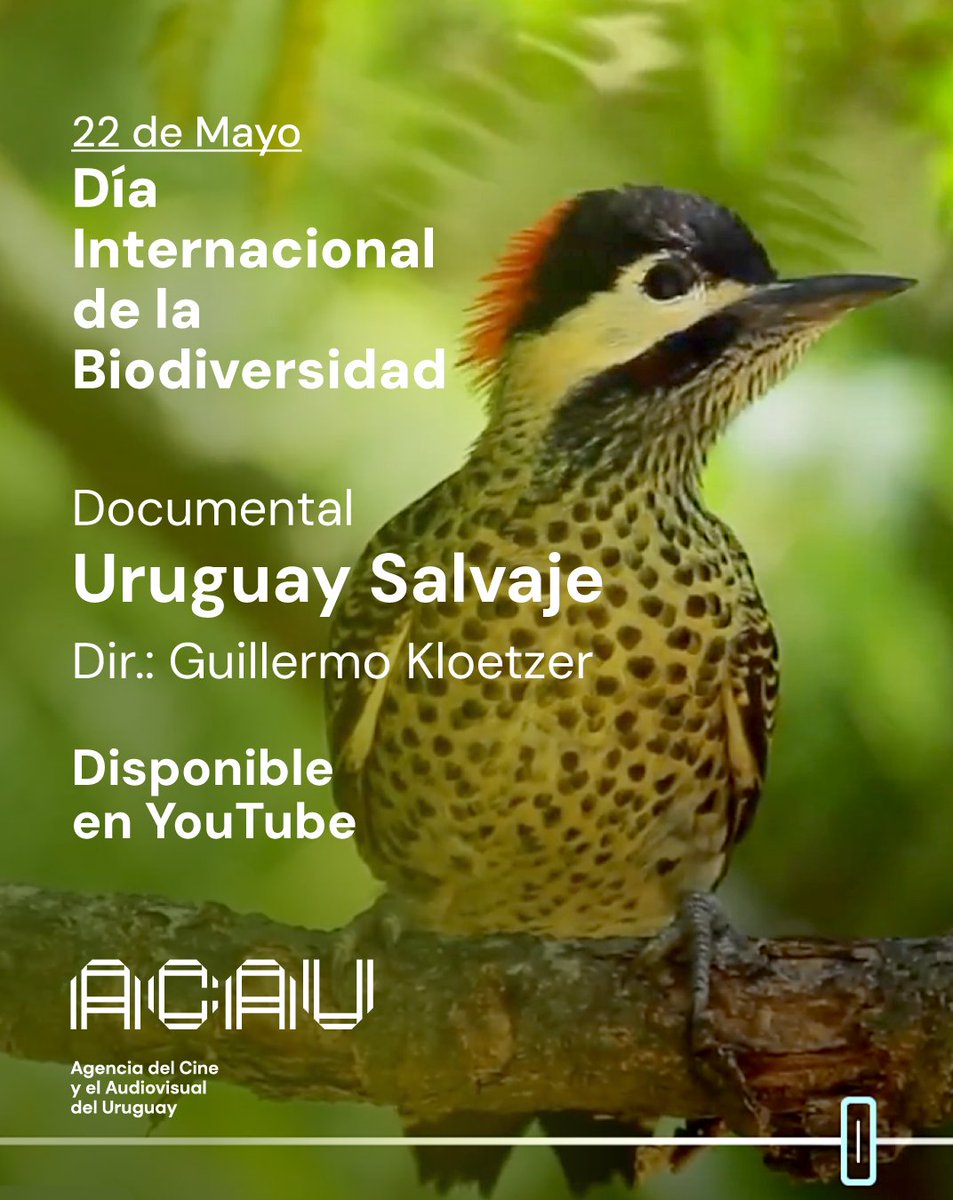 En el marco del 🌎🌱Día Internacional de la Biodiversidad, las y los invitamos a descubrir Uruguay Salvaje (2025), un documental de divulgación de Guillermo Kloetzer, ya disponible en nuestro canal de YouTube. 🎬youtube.com/watch?v=USKEEc…