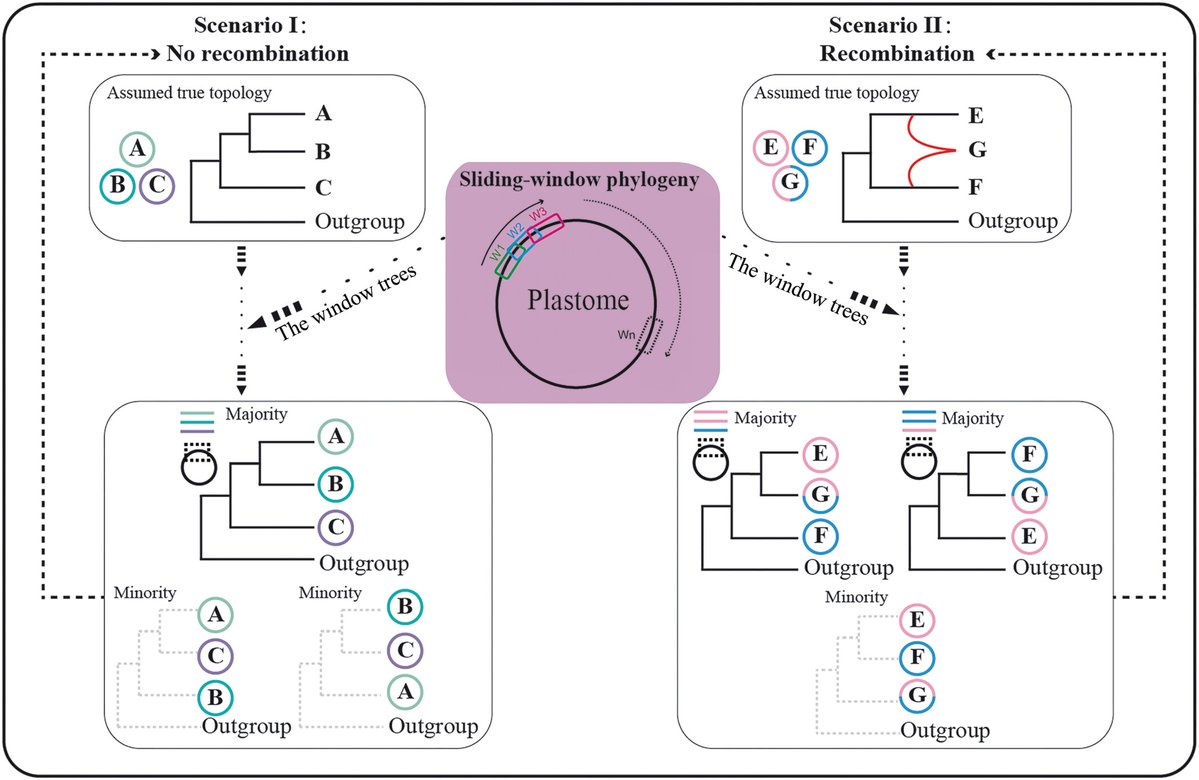 New Phytologist (@newphyt) on Twitter photo Sliding-window #phylogenetic analyses uncover complex interplastomic recombination in the tropical Asian–American disjunct #plant genus Hedyosmum (Chloranthaceae)
A #Letter by Li et al.
👇
📖 nph.onlinelibrary.wiley.com/doi/10.1111/np…
#LatestIssue <a href="/wileyplantsci/">Wiley Plant Science</a> Sliding-window #phylogenetic analyses uncover complex interplastomic recombination in the tropical Asian–American disjunct #plant genus Hedyosmum (Chloranthaceae)
A #Letter by Li et al.
👇
📖 nph.onlinelibrary.wiley.com/doi/10.1111/np…
#LatestIssue <a href="/wileyplantsci/">Wiley Plant Science</a>