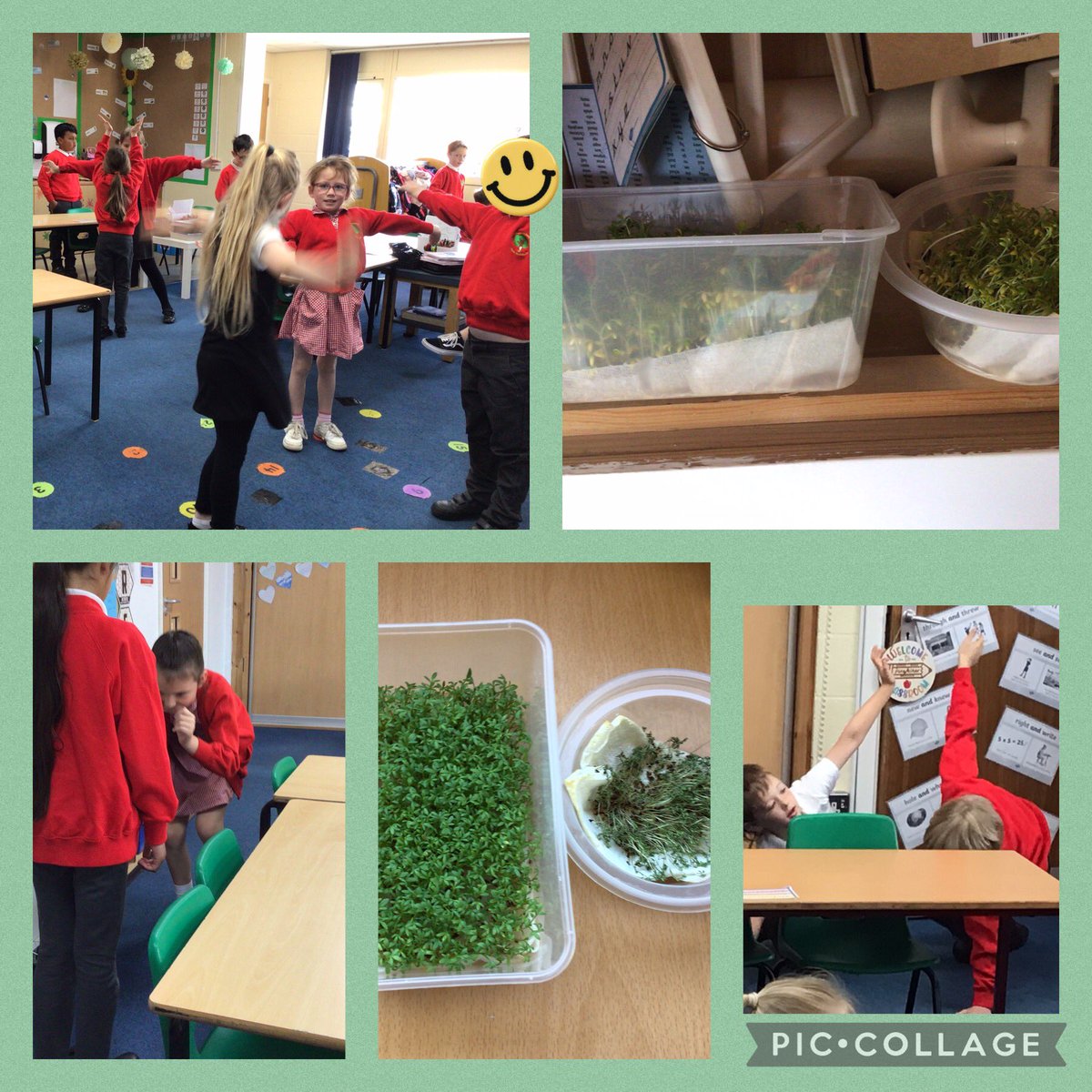 Kingfishers have been thinking about how seeds grow and what they need in order to grow. #enfieldnewwalthamkingfisher #enfieldnewwalthamscience