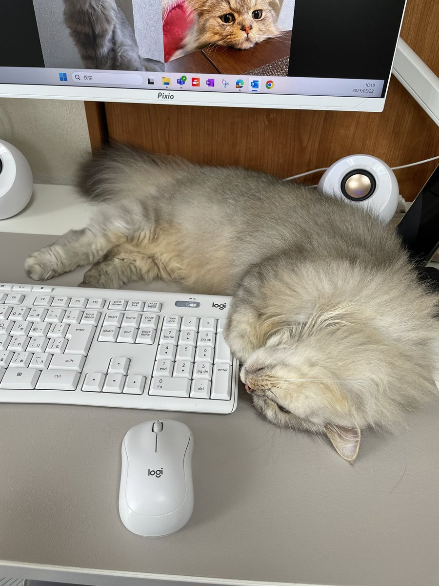 パソコンじゃなくてレオを見てにゃ〜🐱