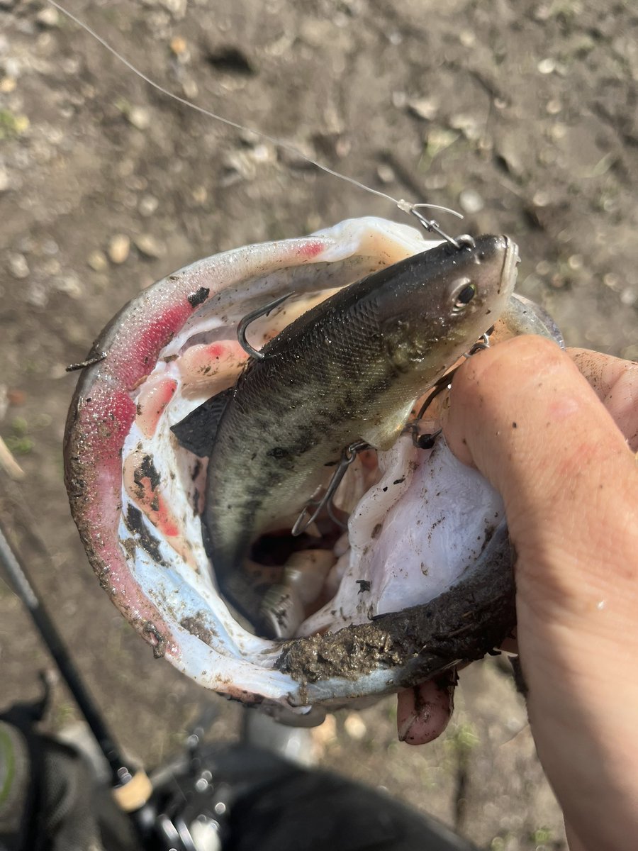 PonPonPointe's tweet photo. 有給なのでリザーバーへ🎣

レイジースイマー6で52cm❗️ https://t.co/UCfhQ7enAK