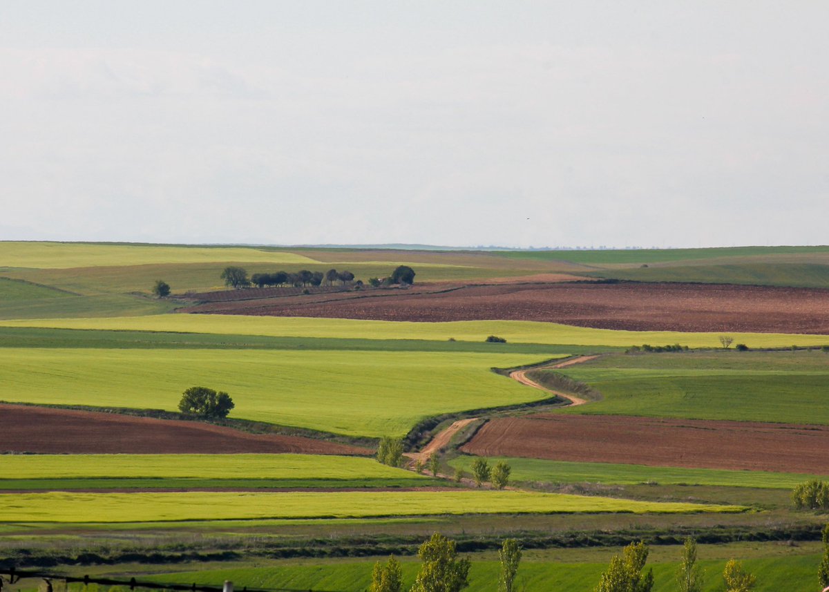 maría 🌾 tweet media