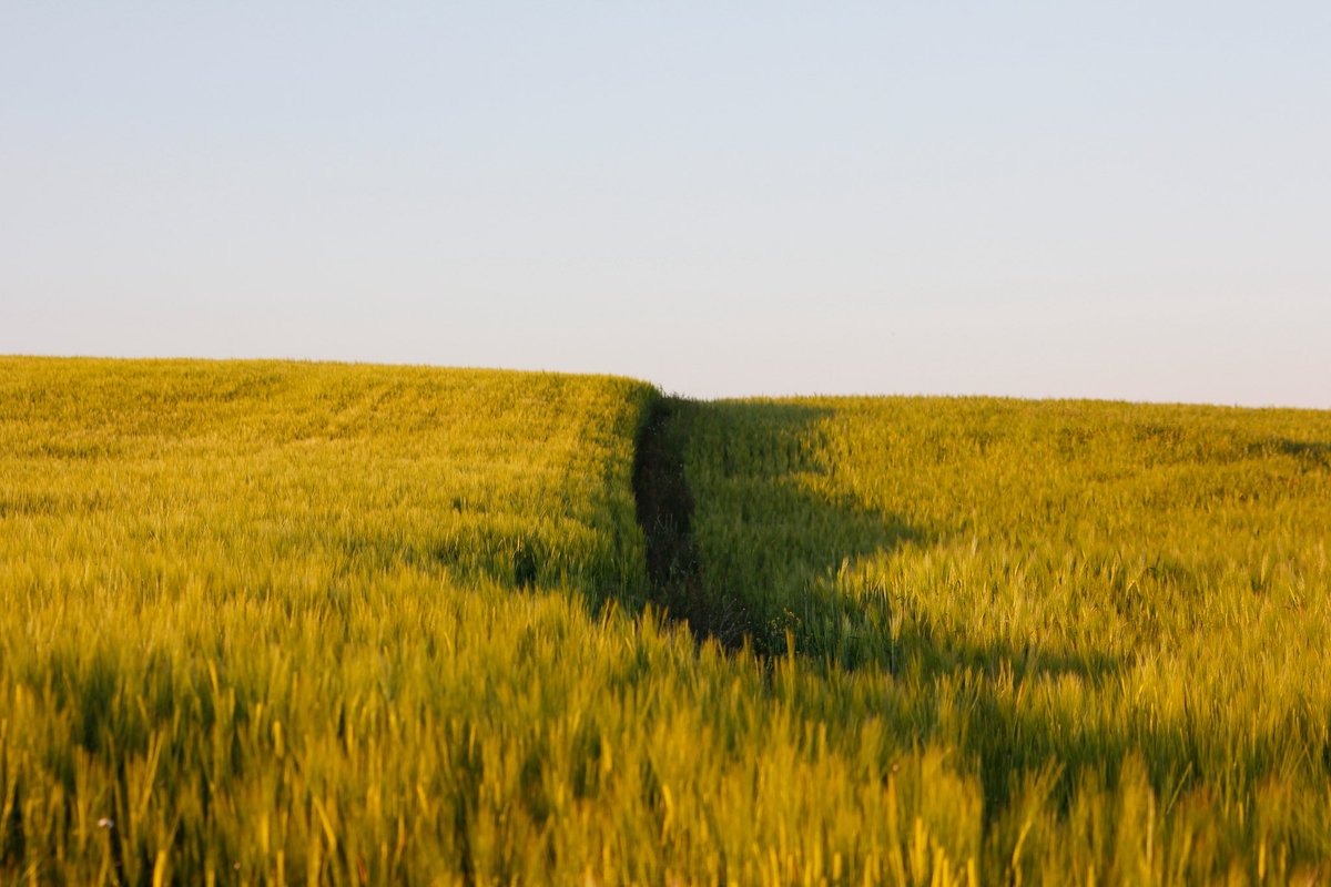 maría 🌾 tweet media