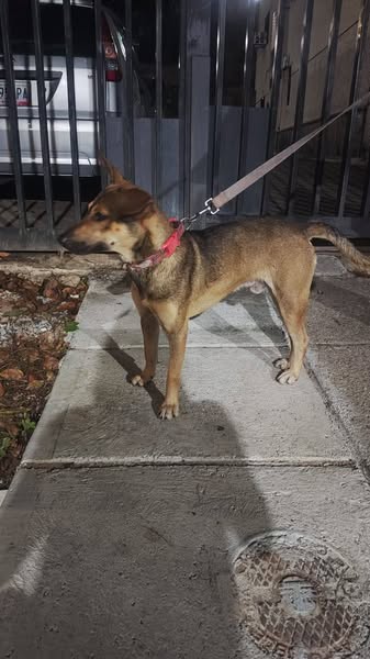CASO DE TERCEROS..a las 8 de la noche me encontré este perrito en Colinas de Bello Monte. Me siguió cuando paseaba a mis perros y no tuve más alternativa que traerlo a mi casa. Por favor ayúdenme a difundir por si alguien lo está buscando o si alguien desea adoptarlo,