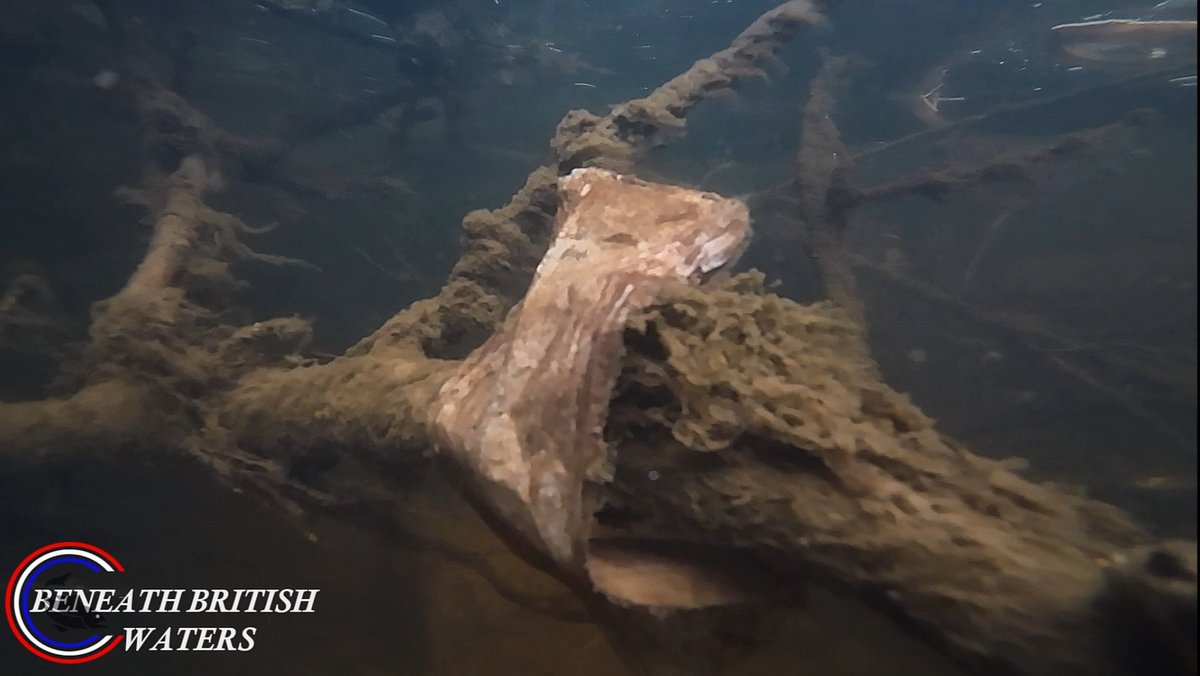 BENEATH BRITISH WATERS Our Freshwater Planet (@underwatermedia) on Twitter photo When I said I would carry on filming pollution underwater, I meant it too.
And still I'm filming just as much pollution underwater in rivers as I was 2 years ago. Our rivers are no better. Still in some areas film more pollution than fish.
<a href="/jade_liversidge/">Jade Liversidge</a> #pollution
Pic for ref When I said I would carry on filming pollution underwater, I meant it too.
And still I'm filming just as much pollution underwater in rivers as I was 2 years ago. Our rivers are no better. Still in some areas film more pollution than fish.
<a href="/jade_liversidge/">Jade Liversidge</a> #pollution
Pic for ref