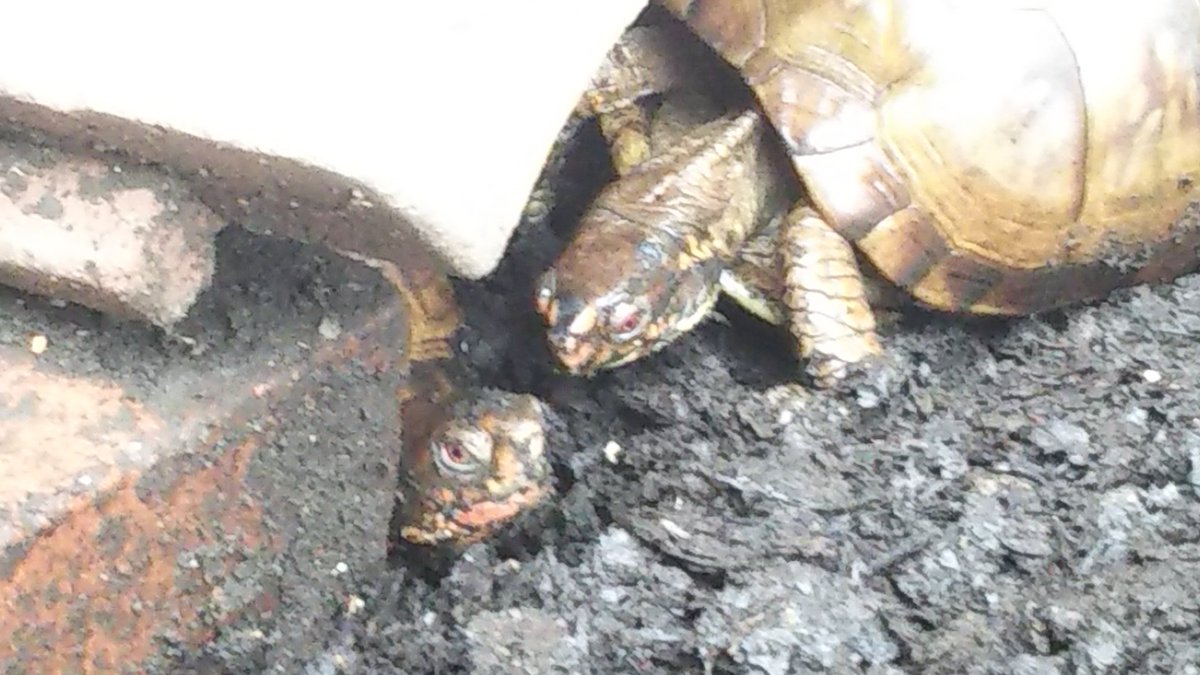 himachelon's tweet photo. いよいよ
明日ぞ・・・
#Shellebrate
#WorldTurtleDay https://t.co/PCObw8SEcD