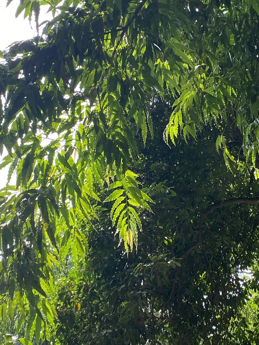 lightseekerusha's tweet photo. "The silence of nature is very real. It surrounds you... you can feel it."
- Ted Trueblood
#Nature #NatureLovers #Tree #TreeLovers #DelhiMornings https://t.co/dFyqy6QTn9