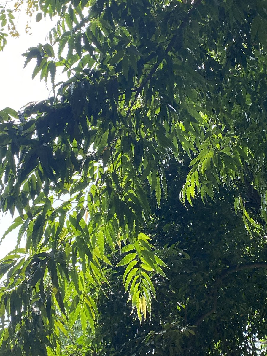 lightseekerusha's tweet photo. "The silence of nature is very real. It surrounds you... you can feel it."
- Ted Trueblood
#Nature #NatureLovers #Tree #TreeLovers #DelhiMornings https://t.co/dFyqy6QTn9