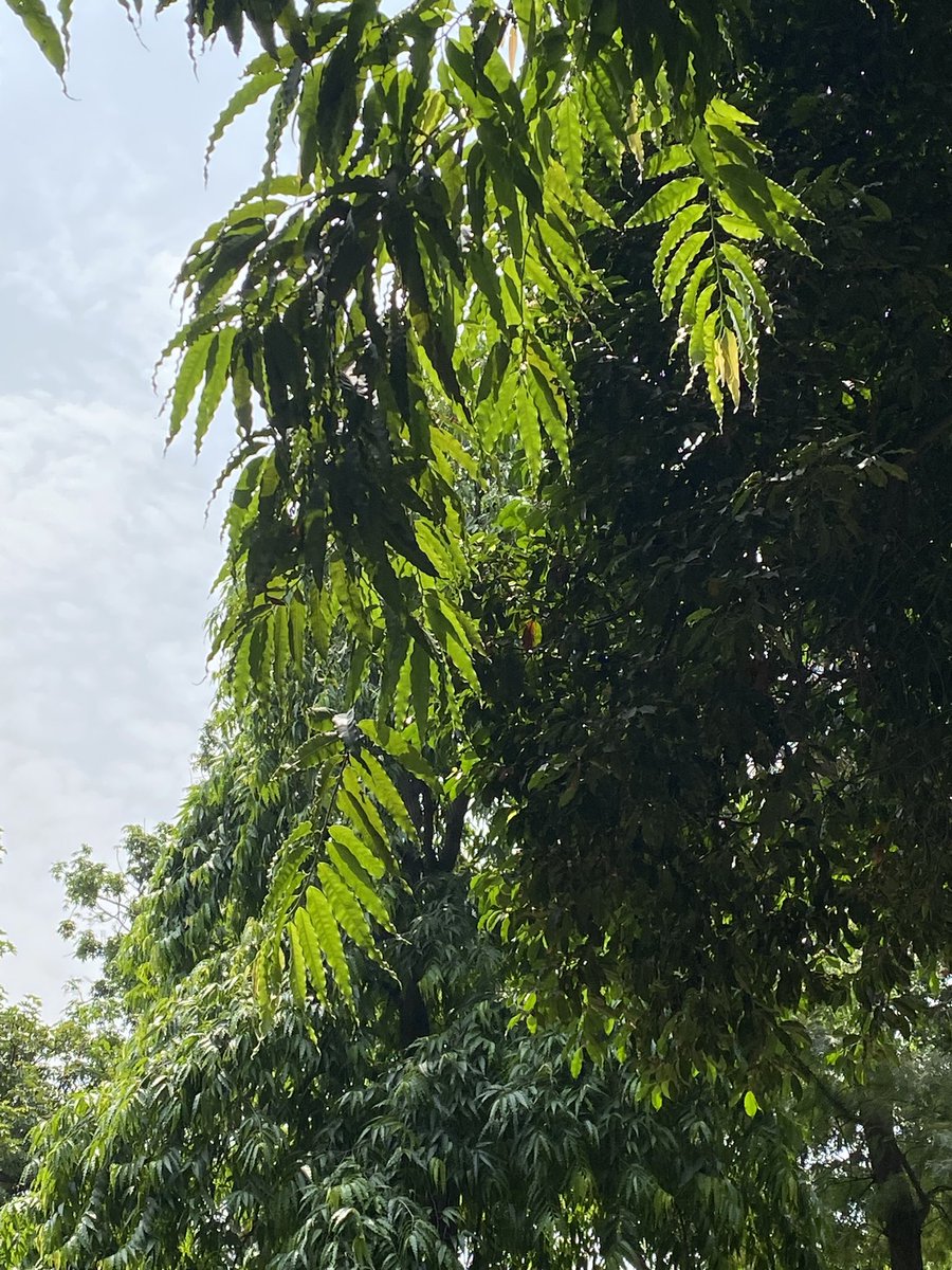 lightseekerusha's tweet photo. "The silence of nature is very real. It surrounds you... you can feel it."
- Ted Trueblood
#Nature #NatureLovers #Tree #TreeLovers #DelhiMornings https://t.co/dFyqy6QTn9