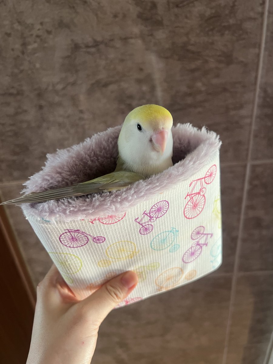 앵무 브리또 함 잡숴보시렵니까