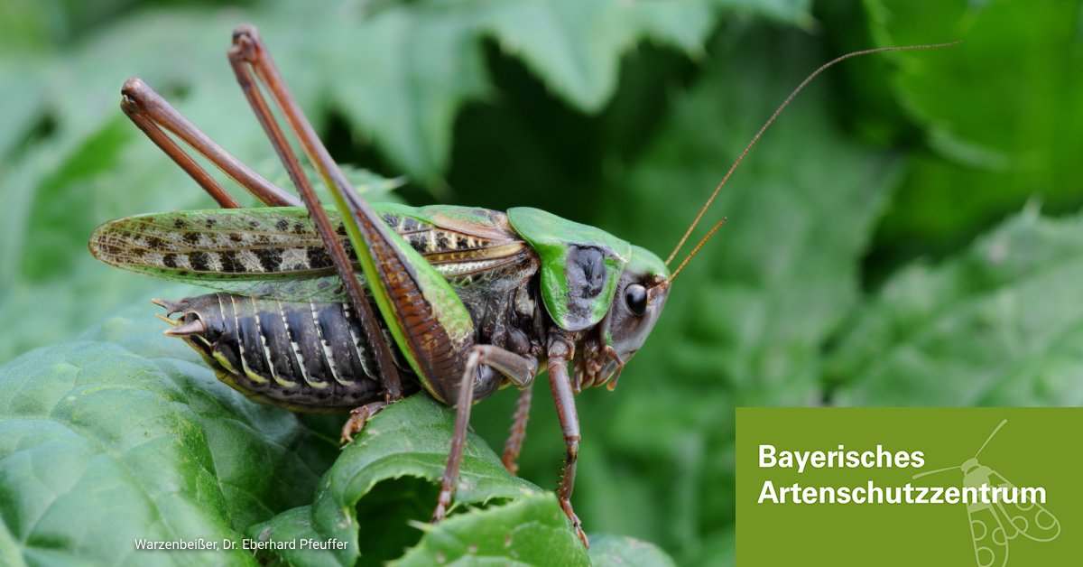 #TagderArtenvielfalt: Sie heißen Federgeistchen, Sackträger oder Warzenbeißer und sind oft winzig: Insekten, die artenreichste Tierklasse. In den seit 2016 aktualisierten #RotenListe|n Bayern werden 47% der bewerteten Arten als gefährdet eingestuft.
👉 link2.bayern/bayaz_insekten