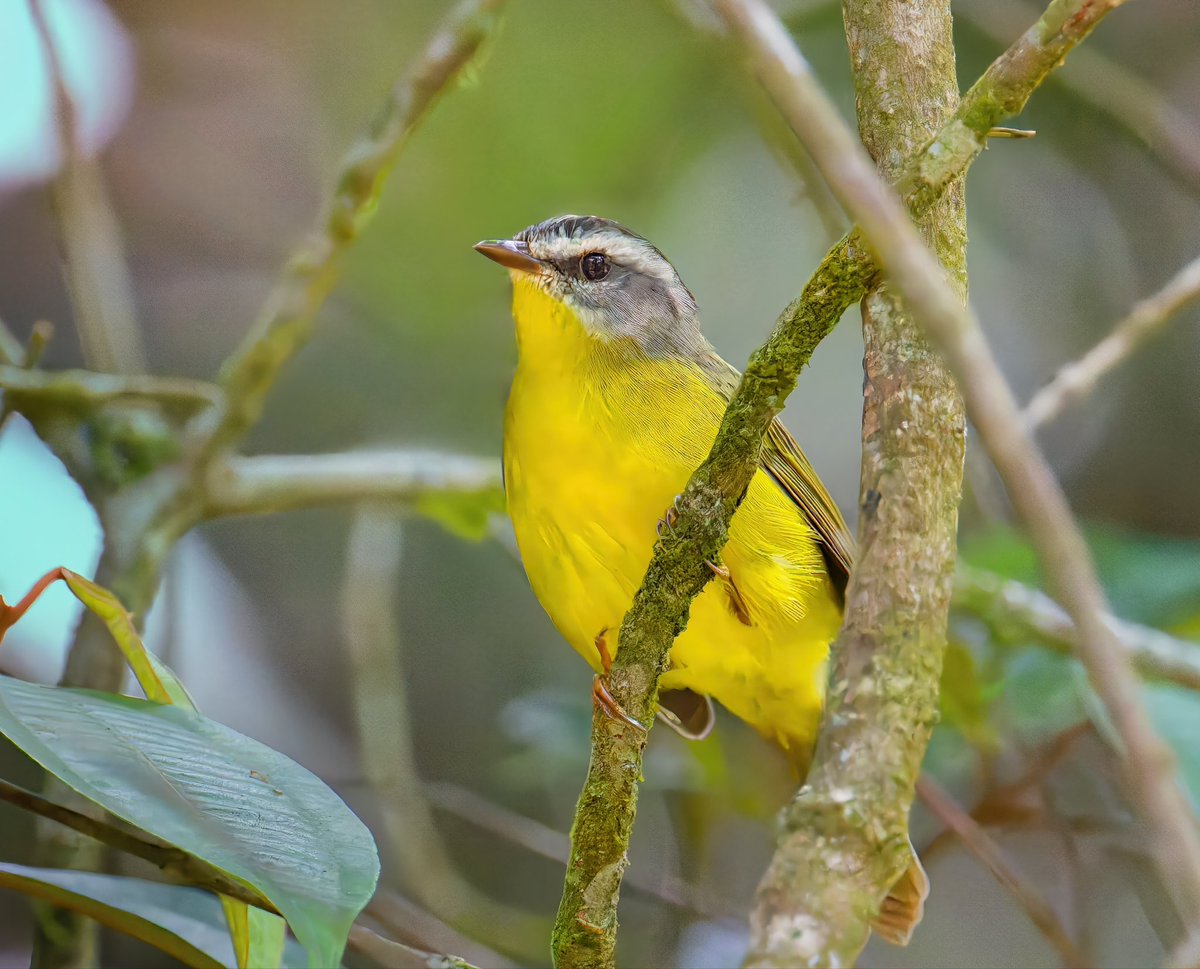Ruben Giron (@rubengi02391602) on Twitter photo Golden-crowned Warbler - This warbler is 5" long. A gray head with black and white stripes and a faint central orange crown in the middle of their head (not visible in these pictures). Seen at Parque Estadual dos Três Picos, Brasil. #birdcpp <a href="/BirdCentralPark/">Manhattan Bird Alert</a> #birdsofbrazil Golden-crowned Warbler - This warbler is 5" long. A gray head with black and white stripes and a faint central orange crown in the middle of their head (not visible in these pictures). Seen at Parque Estadual dos Três Picos, Brasil. #birdcpp <a href="/BirdCentralPark/">Manhattan Bird Alert</a> #birdsofbrazil