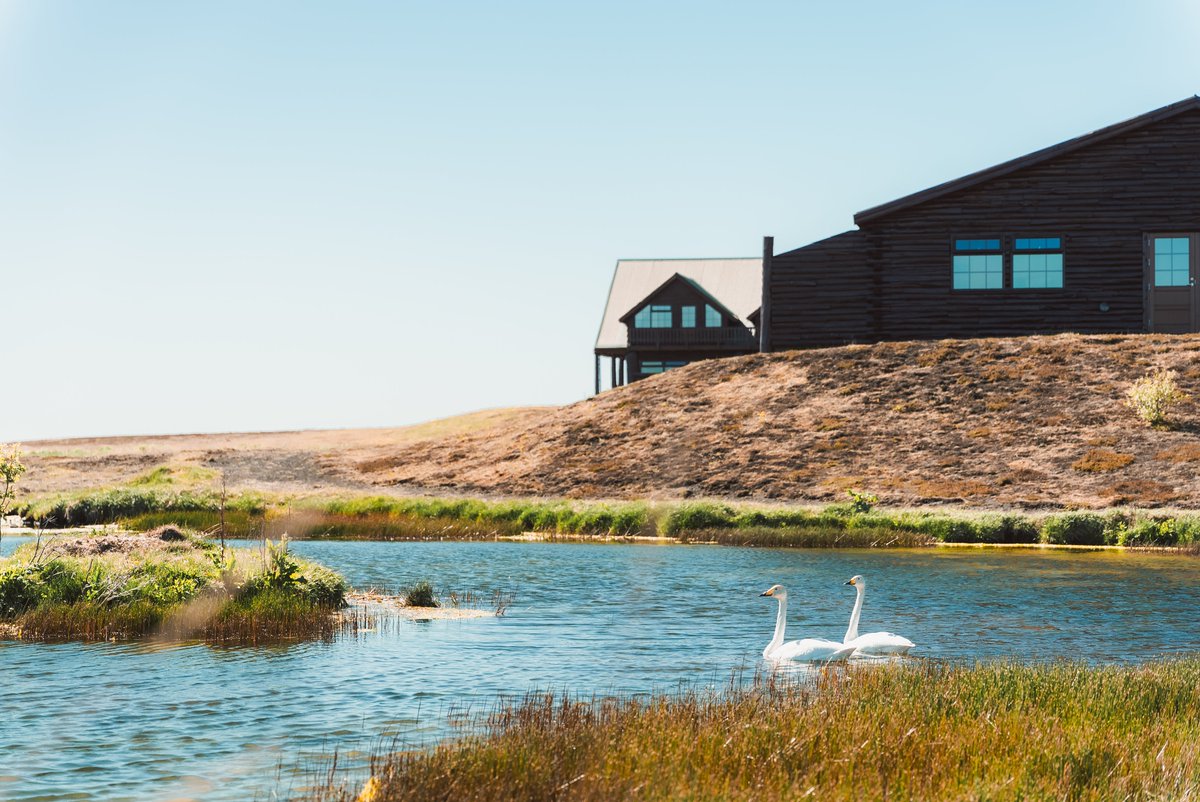 We are pleased to share that a pair of swans have chosen the pond beside Hotel Rangá as the site for their nest—and they‘ve laid eggs! It´s quite rare for swans to nest so close to people, so we feel very lucky to witness this up close.