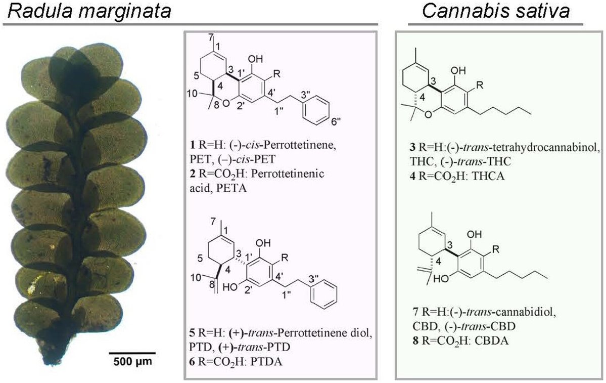 New Phytologist (@newphyt) on Twitter photo Bryo-delic! Diverse bibenzyl cannabinoids in the #liverwort Radula marginata
📖 nph.onlinelibrary.wiley.com/doi/10.1111/np…
👆 A #Commentary by <a href="/Phil_Carella/">Philip Carella</a> on this article by Andre et al.
👇
📖 nph.onlinelibrary.wiley.com/doi/10.1111/np…
#LatestIssue <a href="/wileyplantsci/">Wiley Plant Science</a> Bryo-delic! Diverse bibenzyl cannabinoids in the #liverwort Radula marginata
📖 nph.onlinelibrary.wiley.com/doi/10.1111/np…
👆 A #Commentary by <a href="/Phil_Carella/">Philip Carella</a> on this article by Andre et al.
👇
📖 nph.onlinelibrary.wiley.com/doi/10.1111/np…
#LatestIssue <a href="/wileyplantsci/">Wiley Plant Science</a>