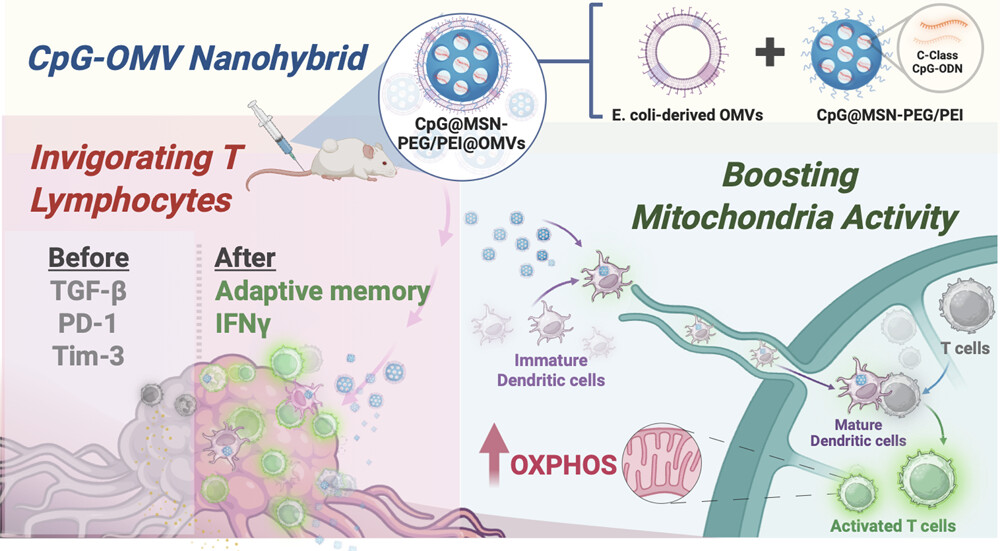 OMV-cloaked immunostimulatory nanoplatform reprograms T cell metabolism and boosts tumor immunity.
#ACSNano #Immunotherapy #Nanomedicine

Read it here 🔗 go.acs.org/cDr
