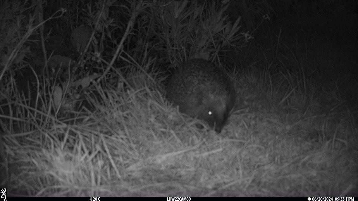 LondonHogWatch (@londonhogwatch) on Twitter photo 🎁 It's competition time! 🎁
You could be in with a chance to win prizes for taking part in the National Hedgehog Monitoring Programme!
For more info on how to enter, visit hedgehogstreet.org/nhmp-competiti…
<a href="/PTES/">People's Trust for Endangered Species</a> <a href="/hedgehogsociety/">Hedgehog Society</a> <a href="/MammalWeb/">MammalWeb</a> 🎁 It's competition time! 🎁
You could be in with a chance to win prizes for taking part in the National Hedgehog Monitoring Programme!
For more info on how to enter, visit hedgehogstreet.org/nhmp-competiti…
<a href="/PTES/">People's Trust for Endangered Species</a> <a href="/hedgehogsociety/">Hedgehog Society</a> <a href="/MammalWeb/">MammalWeb</a>
